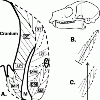 Research Interests – Dr. Hartstone-Rose Research Lab